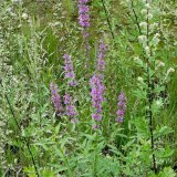 Der Blutweiderich (Lythrum salicaria) ist eine typische Pflanze feuchter Hochstaudenfluren. Seine roten Blüten werden vor allem von Schwebfliegen besucht.