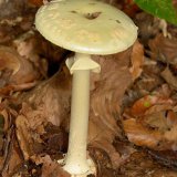 Der Gelbe Knollenblätterpilz (Amanita citrina) ist recht häufig in Buchen- und Eichenwäldern auf saurem Boden zu finden.