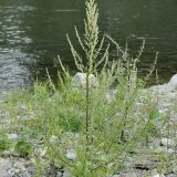 Der Gewöhnliche Beifuß (Artemisia vulgaris) ist eine häufige Pflanze auf Ruderalflächen.