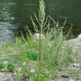 Der Gewöhnliche Beifuß (Artemisia vulgaris) ist eine häufige Pflanze auf Ruderalflächen.