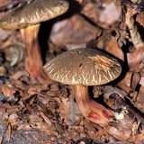 Der Rotfußröhrling (Xerocomus chrysenteron) ist ein häufiger Bewohner von Laubwäldern. Er ist essbar, aber auch bei Insektenlarven und Schnecken beliebt.