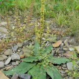 Die schwarze Königskerze (Verbascum nigrum) wächst an sonnigen, nährstoffreichen Ruderalstellen.
