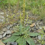 Die schwarze Königskerze (Verbascum nigrum) wächst an sonnigen, nährstoffreichen Ruderalstellen.