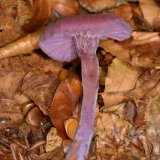 Der farbintensive Violette Lacktrichterling (Laccaria amethystea) wächst in Laubwäldern als Mykorrhiza-Pilz vor allem von Buchen.