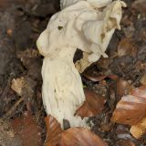 Die Herbstlochel (Helvella crispa) findet man im Laubwald an grasigen Wegrändern mit Falllaub.