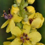 Die Blüten der Schwarzen Königskerze (Verbascum nigrum) weisen violett behaarte Staubfäden mit orangefarbenen Staubbeuteln auf.
