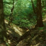 An den Hängen zur Ruhr gibt es viele kleine, durch Erosion entstandene Kerbtäler, sogenannte Siepen.