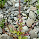 Der Vielsamige Gänsefuß (Chenopodium polyspermum) ist eine Pionierpflanze auf feuchten Ruderalfluren und schlammigen Ufern.