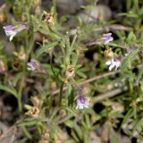 Das Kleine Leinkraut (Chaenorrhinum minus) stellt sich als Pionierpflanze auf steinigen Ruderalflächen ein.