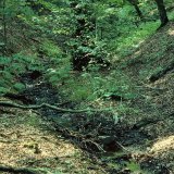 Die Siepen führen teilweise ganzjährig Wasser. Die Luft in den Siepen ist im Vergleich zur Umgebung wesentlich feuchter.