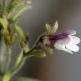 Die blassviolette Blüte des Kleinen Leinkrauts (Chaenorrhinum minus) zeigt die Zugehörigkeit der Pflanze zu den Rachenblütlern oder Braunwurzgewächse (Scrophulariaceae).