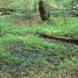 An den Hangfüßen der Bachtäler sind oft Quellhorizonte zu finden, an denen Bodenwasser aus den wasserführenden Bodenschichten austritt.