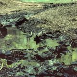 Der Schwiedinghauser Bach ist in den Waldbereichen zum großen Teil noch naturbelassen.