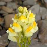 Das Gewöhnliche Leinkraut (Linaria vulgaris) wächst verbreitet an sonnigen Ruderalstellen und Krautsäumen. Die dem Löwenmäulchen ähnlichen Rachenblüten weisen auf der Unterlippe orangefarbene Saftmale auf.