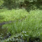 An flachen Stellen des mäandrierenden Bachs haben sich kleine Röhrichtflächen gebildet.