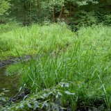 An flachen Stellen des mäandrierenden Bachs haben sich kleine Röhrichtflächen gebildet.