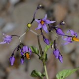 Der Bittersüße Nachschatten (Solanum dulcamara) kommt verbreitet auf stickstoffreichen Gebüschsäumen und Ruderalfluren vor. Er ist in allen Pflanzenteilen stark giftig!
