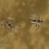 Auf dem fließenden Wasser der Bäche lebt der Bachläufer (Velia caprai), eine Wanzenart. Er vertritt hier den Wasserläufer der Stillgewässer.