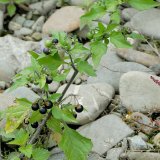 Der Schwarze Nachschatten (<Solanum nigrum) ist ein Verwandter von Kartoffel und Tomate. Die einjährige Ruderalpflanze wächst auf stickstoffreichen Böden. Sie ist giftig!