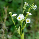 Das Einjährige Berufskraut oder Feinstrahl (Erigeron annuus) ist ein Neophyt aus Nordamerika, der sich an Wegrändern, Ufern aber auch in Gärten immer weiter ausbreitet.