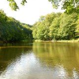 Der künstlich aufgestaute Waldteich ist das Hauptlaichgewässer der Erdkröte (Bufo bufo) und Nahrungsraum verschiedener Wasservögel.