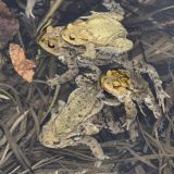 In dem schmalen Uferpflanzensaum des Teichs laichen die Erdkrötenpaare (Bufo bufo) in Gruppen.
