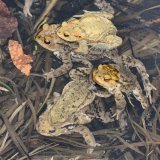 In dem schmalen Uferpflanzensaum des Teichs laichen die Erdkrötenpaare (Bufo bufo) in Gruppen.