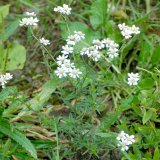 Die Sumpfgarbe (Achillea ptarmica), eine Verwandte der weit verbreiteten Schafgarbe, wächst vereinzelt an Ufern und auf nassen Wiesen.