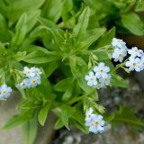 Das Sumpf-Vergissmeinnicht (Myosotis scorpioides) ist an feuchten Ufersäumen verbreitet.