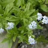 Das Sumpf-Vergissmeinnicht (Myosotis scorpioides) ist an feuchten Ufersäumen verbreitet.