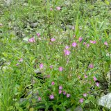 Das Zottige Weidenröschen (Epilobium hirsutum) besitzt große hellrote Blüten. Es ist an nassen Ufern und Gräben verbreitet.