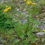 Der bis 1 Meter hohe Rainfarn (Tanacetum vulgare) wächst häufig an nährstoffreichen Ruderalstellen. Seine gelbe Blütendolde aus Korbblüten wird von vielen Insekten als Futterquelle aufgesucht.