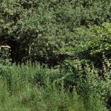 Der Waldrand mit seinen Hochstauden- und Brennnesselsäumen bietet vielen Tieren Lebensraum.