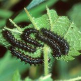 Die Brennnessel (Urtica dioica) ist Nahrungspflanze mehrerer "Nesselfalter", u.a. des Landkärtchens (Araschnia levana). Die Raupen des Landkärtchens sind dornenbewehrt.