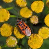 Zu den Blütenbesuchern des Rainfarns (Tanacetum vulgare) gehört auch die verbreitete Glasflügelwanze Corizus hyoscyami mit einer leuchtend roten Körperfarbe und schwarzer Zeichnung.