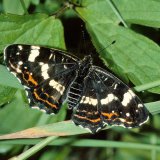 Das Landkärtchen (Araschnia levana) kommt je nach Jahreszeit in zwei unterschiedlich gefärbten Faltern vor: Während die Frühjahrsgeneration eine helle braun-rote Grundfärbung aufweist, ist diese bei der Sommergeneration dunkel braun-schwarz. Man nennt dieses Phänomen „Saison-Dimorphismus“. Es ist bei Schmetterlingen verbreitet.