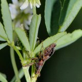 Die räuberische Sichelwanze Himacerus apterus hat verkürzte Flügel. Sie jagt auf Büschen und Kräutern, wie z.B. auf dem bis 1 Meter hoch werdenden Weißen Steinklee (Mellilotus albus) andere Insekten.