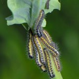 Die Raupen des Großen Kohlweißlings (Pieris brassicae) ernähren sich von Kohlpflanzen, die aus Gärten in die renaturierte Fläche eingetragen wurden.