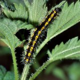 Die Brennnessel (Urtica dioica) ist auch Futterpflanze der auffällig schwarz-gelb gefärbten Raupe des Schönbären (Callimorpha dominula).