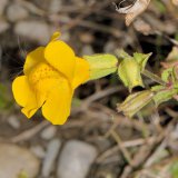 Die Gefleckte Gauklerblume (Mimulus guttatus) ist eine Gartenzierpflanze aus Nordamerika, die mittlerweile als Neophyt an Bächen und Flüssen eingebürgert ist.