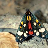 Der auffällig gefärbte Schönbär (Callimorpha dominula) ist vereinzelt an feuchten Waldrändern und Bachufern mit Hochstauden zu beobachten.