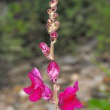 Das Große Löwenmaul (Antirhinum majus) ist eine häufige Gartenzierpflanze. Seine Stammform findet man im westlichen Mittelmeerraum.
