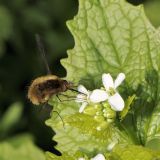 Der Große Wollschweber (Bombylius major) kann mit seinem langen Saugrüssel aus röhrenförmigen Blütenkelchen Nektar entnehmen.