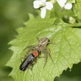 Die Braune Krabbenspinne (Xysticus cristatus) hat mithilfe ihrer Raubbeine und eines hochwirksamen Gifts einen Weichkäfer (Cantharis sp.) erbeutet.