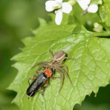 Die Braune Krabbenspinne (Xysticus cristatus) hat mithilfe ihrer Raubbeine und eines hochwirksamen Gifts einen Weichkäfer (Cantharis sp.) erbeutet.