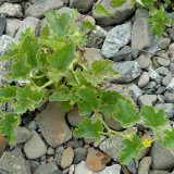 Die Gurkenpflanze (Cucumis sativus), eine alte Kulturpflanze aus Indien, wurde aus Gemüsegärten eingetragen.