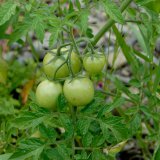 Die eingetragene Tomatenpflanze (Lycopersicon esculentum), eine Kulturpflanze aus Mittelamerika, reift im ersten Jahr der Renaturierung auch in der Ruhraue.