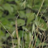 Auf den neu renaturierten Schotterflächen ist der Saat-Hafer (Avena sativa) zu finden.