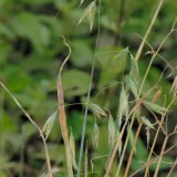 Auf den neu renaturierten Schotterflächen ist der Saat-Hafer (Avena sativa) zu finden.