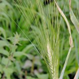 Zu den eingetragenen Getreidearten gehört auch die Gerste (Hordeum vulgare).